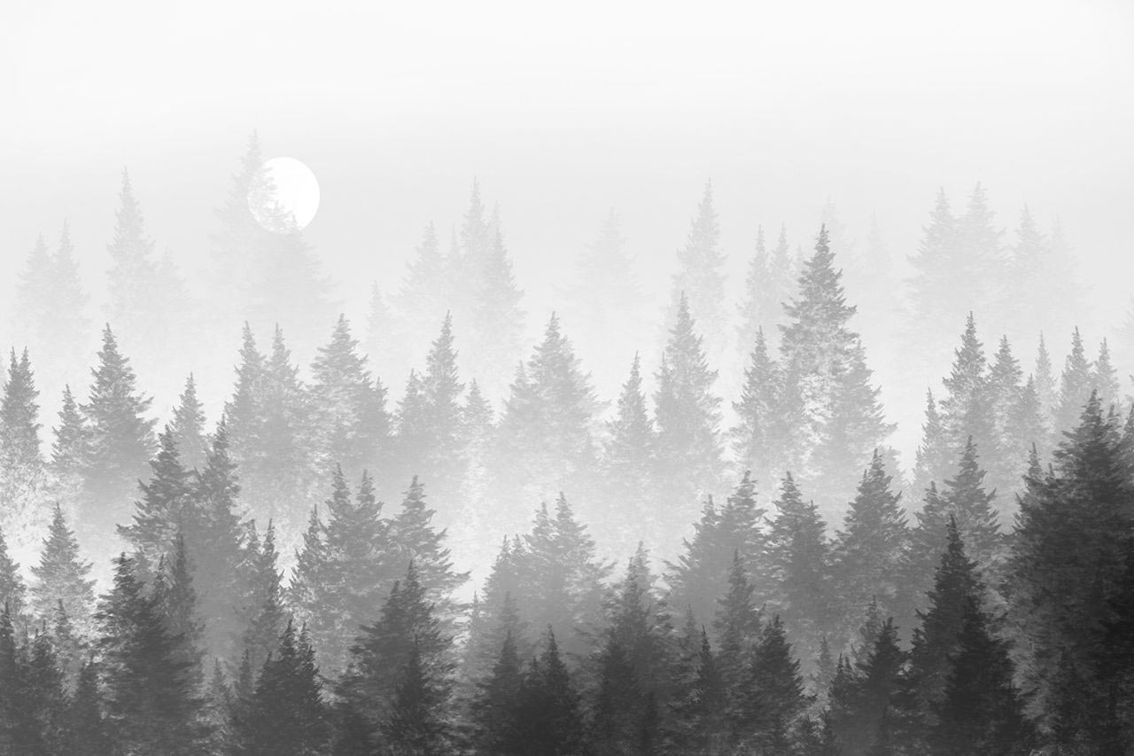 Grey Forest Wallpapers Top Free Grey Forest Backgroun - vrogue.co